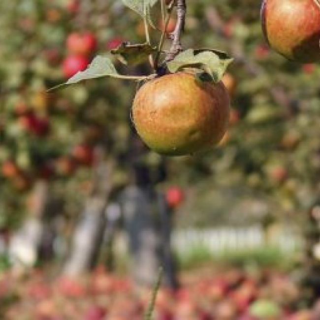 Proceso de elaboración de la sidra